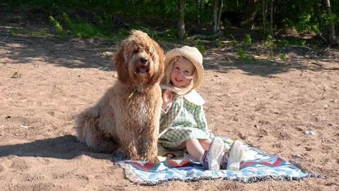 A curly-haired brown Labradoodle or Cavapoo dog with a little child girl in.. Stock Footage 317170706