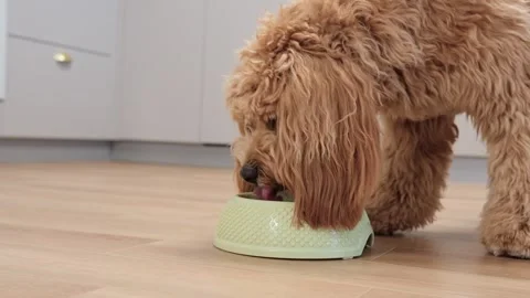 A curly-haired brown Labradoodle or goldendoodle dog drinks water from a bo.. Stock Footage 318463705