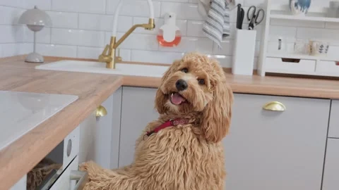 A curly-haired brown Labradoodle or goldendoodle dog stands in the kitchen .. Stock Footage 318463740