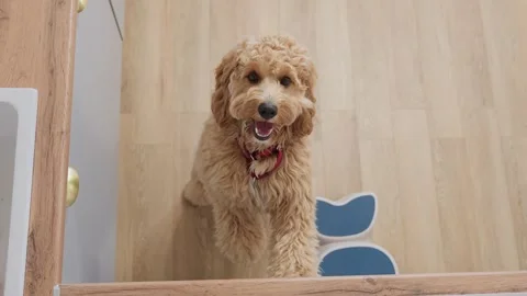 A curly-haired brown Labradoodle or goldendoodle dog stands in the kitchen .. Stock Footage 318463751