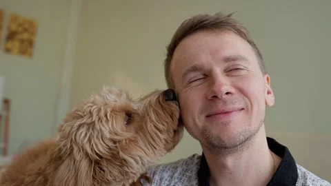A curly-haired brown Labradoodle or kawapoo dog licks a young man's cheek a.. Stock Footage 329971911