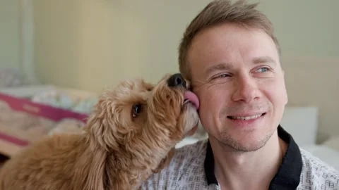 A curly-haired brown Labradoodle or kawapoo dog licks a young man's cheek a.. Stock Footage 329971912