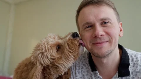A curly-haired brown Labradoodle or kawapoo dog licks a young man's cheek a.. Stock Footage 329971921