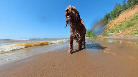 A curly-haired brown wet dog is gnawing on a branch on the beach Vídeos de archivo 314400044