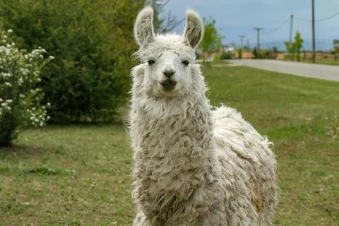 Curly-haired llama standing in a rustic outdoor setting. Stock Photos
