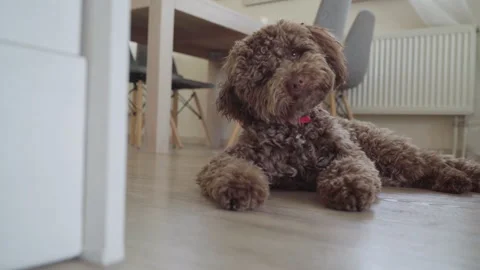 Curly-haired Maltipoo bread dog resting and funny rotating by head while lying c Stock-Footage 277511022