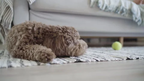 Curly-haired Maltipoo bread dog resting while lying comfortably on floor carpet Stock-Footage 278408620