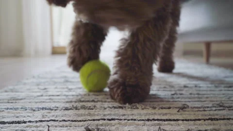 Curly-haired Maltipoo bread dog playing soccer with tennis bal on floor carpet i Stock Footage 285735160