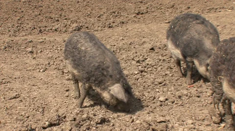 Curly-haired pigs, Mangalitsa Stock Footage 38304849