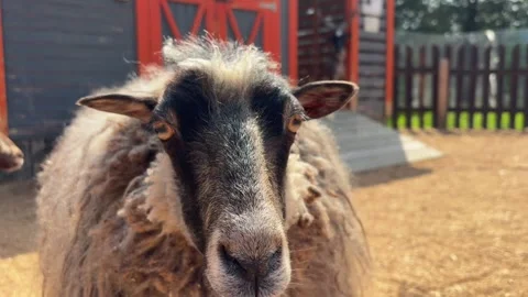A curly-haired ram standing on a farm. The domestic animal with thick Stock Footage 345834512