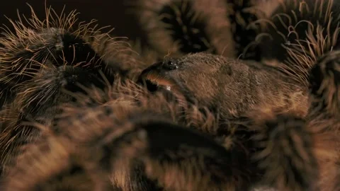 Curly haired tarantula eyes macro close up then it starts walking slomo Stock Footage 171016908