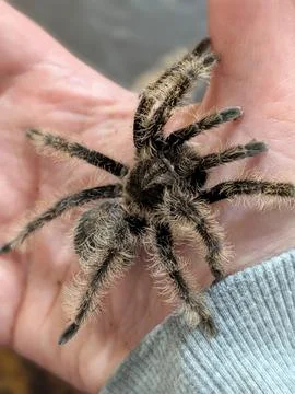 Curly Haired Tarantula in Hand Stock Photos
