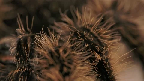 Curly haired tarantula macro hairs on legs racked focus to see details Vidéo 171017140
