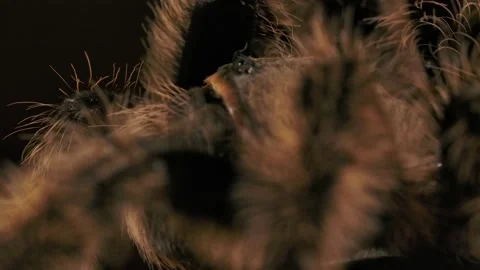 Curly haired tarantula macro legs move to reveal eyes slomo Vidéo 171017182