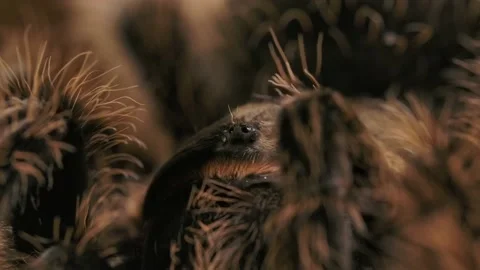 Curly haired tarantula macro scary eyes and hairy leg raises and lowers slomo Stock Footage 171017302