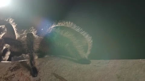 Curly haired tarantula night time walking backlit on branch slomo Vidéo 171017265