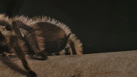 Curly haired tarantula spinners leaving silk webbing behind on branch backlit Stock Footage 171017386
