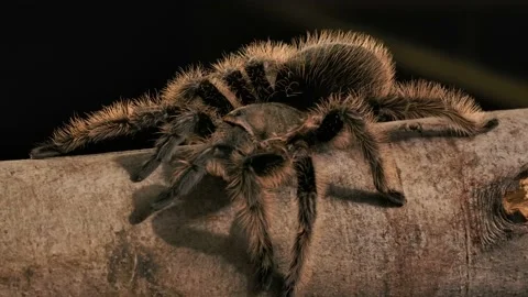 Curly haired tarantula walking on branch night time slomo macro Vidéo 171017755