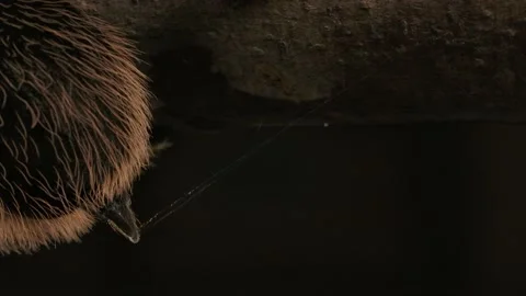 Curly haired tarantula webbing silk at night on branch macro Stock Footage 171017398
