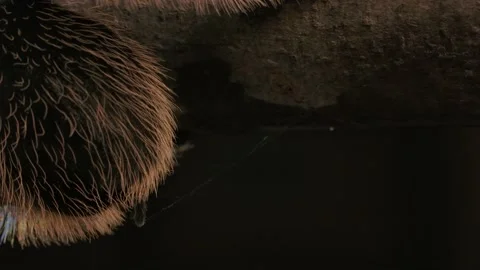 Curly haired tarantula webbing silk macro at night spider starts walking on b Vidéo 171017815