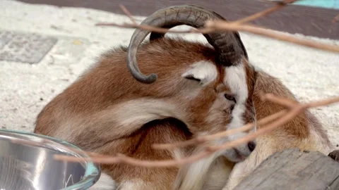 Curly-horned goat eats from metal bowl Stock Footage 331445132