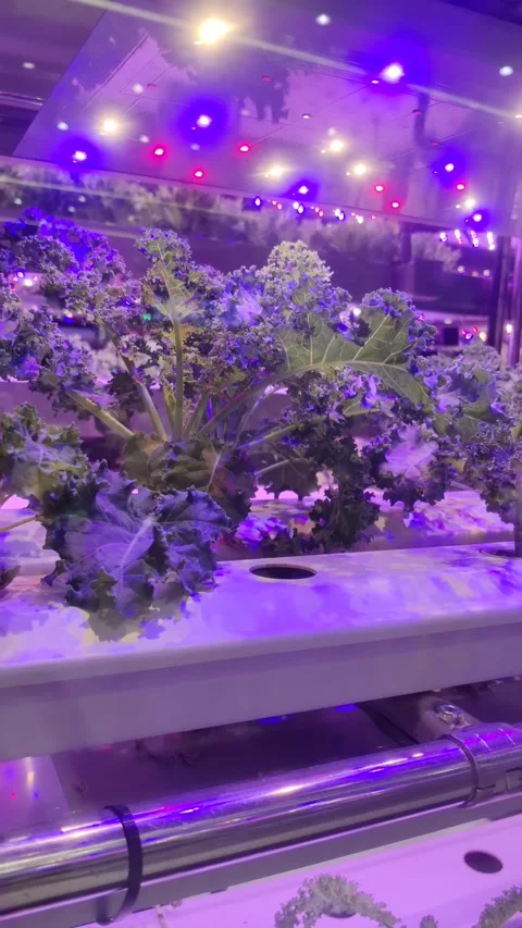 Curly kale grows in a modern indoor hydroponic farming system Stock Footage 339116889