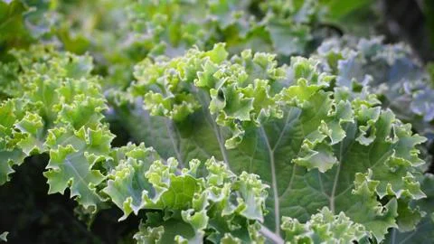 Curly kale leaves close up in the vegetable garden. Stock Photos
