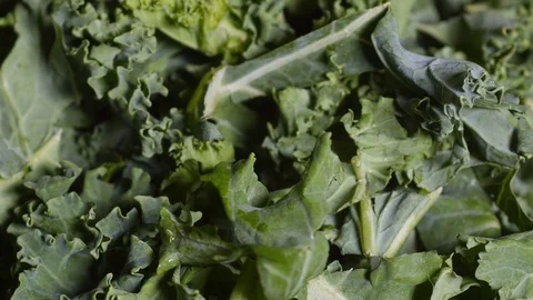Curly Kale, overhead Stock Footage 77342156