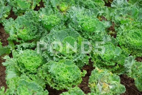 Curly Kale Plant agriculture framing field in North of Thailand. Stock Photos
