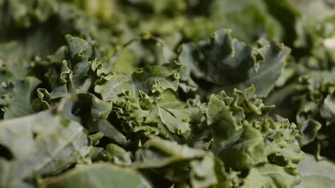 Curly Kale, rotation Stock Footage 77341622
