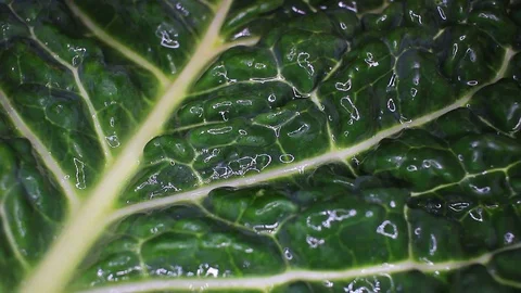 Curly Kale savoy cabbage leaf food closeup texture pattern. Seamless looping Stock Footage 102588822