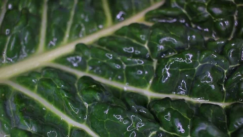 Curly Kale savoy cabbage leaf food closeup texture pattern. Seamless looping Stock Footage 102589965