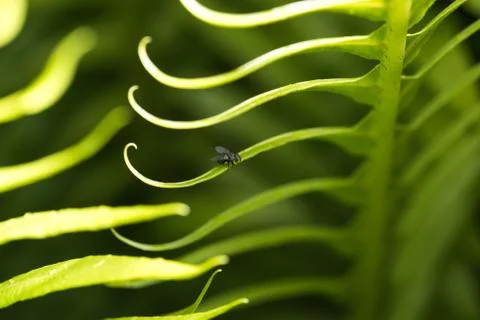 Curly Leaf and fly Stock Photos