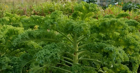 Curly leaf kale Stock Footage 116339623