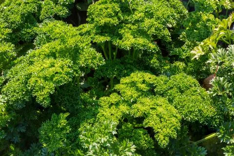 Curly leaf parsley growing on the field in sunny day Foto stock