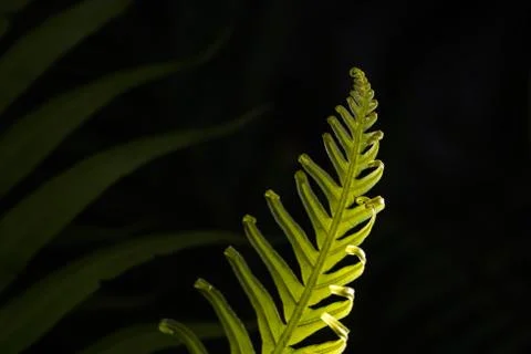 Curly Leaf Stock Photos