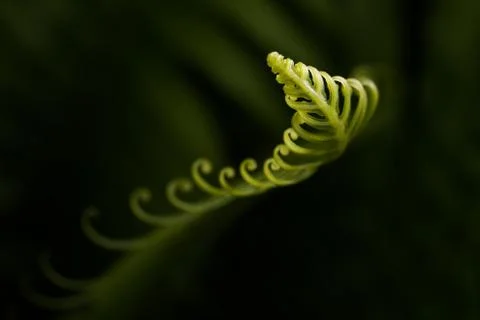 Curly Leaf Stock Photos