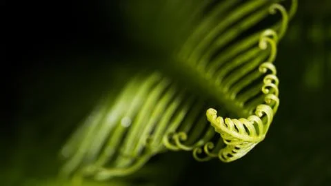 Curly Leaf Stock Photos