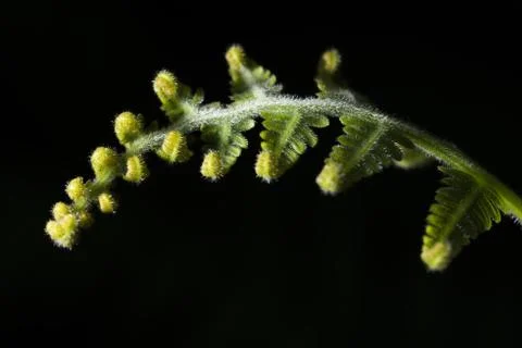 Curly Leaf 스톡 사진