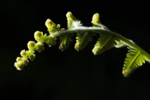 Curly Leaf Stock Photos