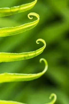 Curly Leaf 스톡 사진