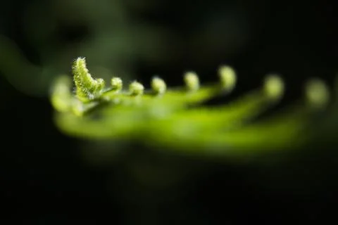 Curly Leaf Stock Photos