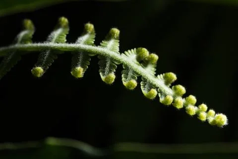 Curly Leaf Stock Photos