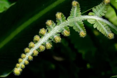 Curly Leaf Stock Photos