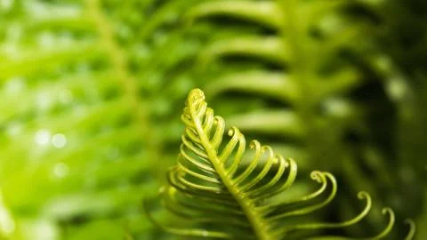 Curly Leaf Stock Photos