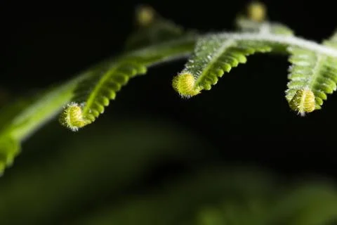 Curly Leaf Stock Photos