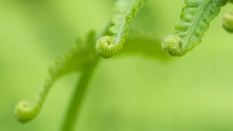 Curly Leaf Stock Photos