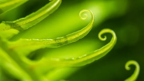 Curly Leaf Stock Photos