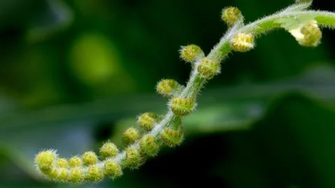 Curly Leaf Stock Photos