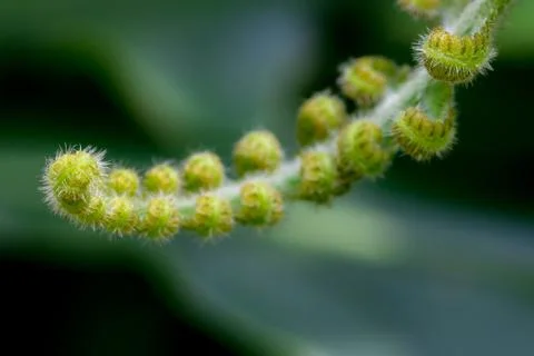 Curly Leaf Stock Photos